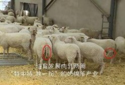 育肥羊爆料视频播放下载,育肥羊视频播放下载背后的惊人真相