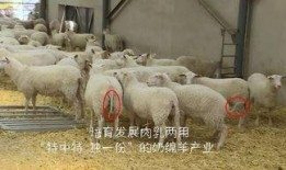 育肥羊爆料视频播放下载,育肥羊视频播放下载背后的惊人真相