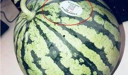 缅甸网红吃瓜是谁,网络红人的崛起与影响力