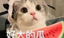 网红吃瓜搞笑文案图片,笑料百出引人捧腹