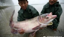 天津水产爆料事件视频,揭露水产市场惊人内幕