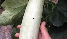 微信免费吃网红的瓜最新,揭秘微信免费吃瓜背后的秘密