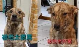 狗子黑料爆料视频大全,视频大全深度剖析