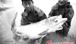 天津水产爆料事件视频,揭露水产市场惊人内幕